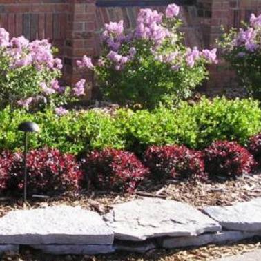 Lilacs and flowering shrubs in a garden bed